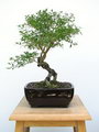 Serissa Bicolor Bonsai